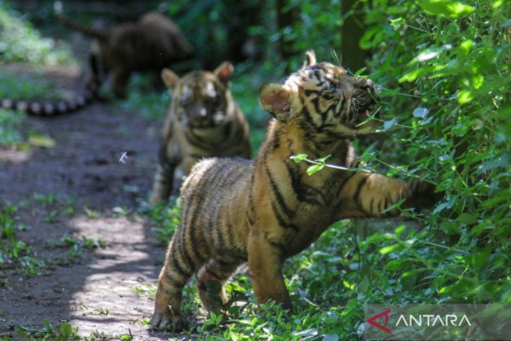 Kelahiran-anak-harimau-Sumatera-di-TSI-II-Prigen-040626-um-9A