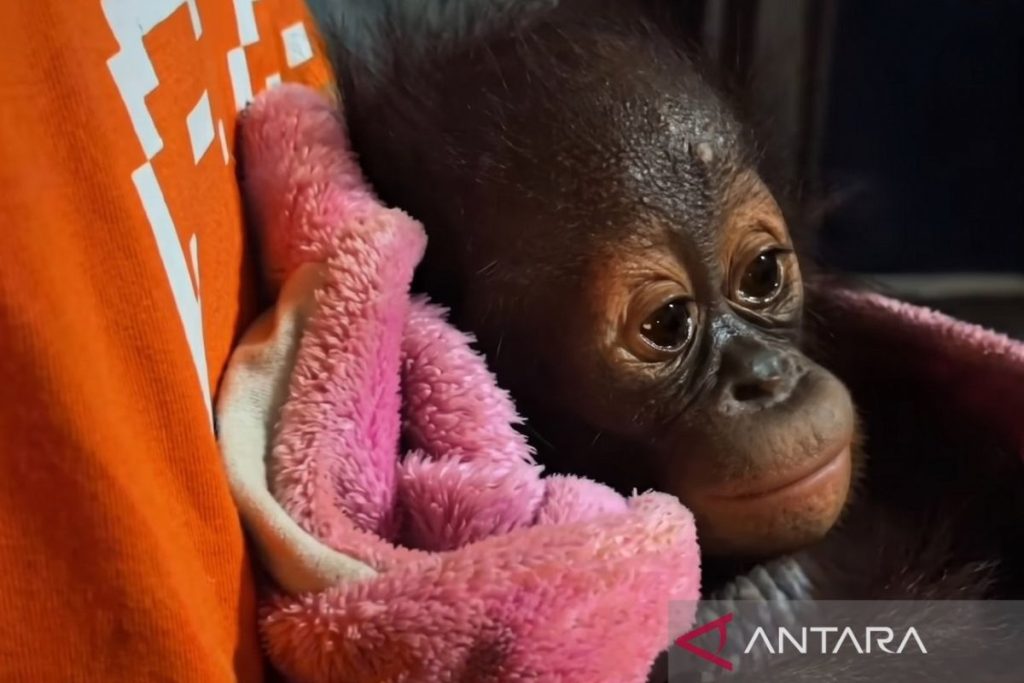 bayi-orang-utan-bksda