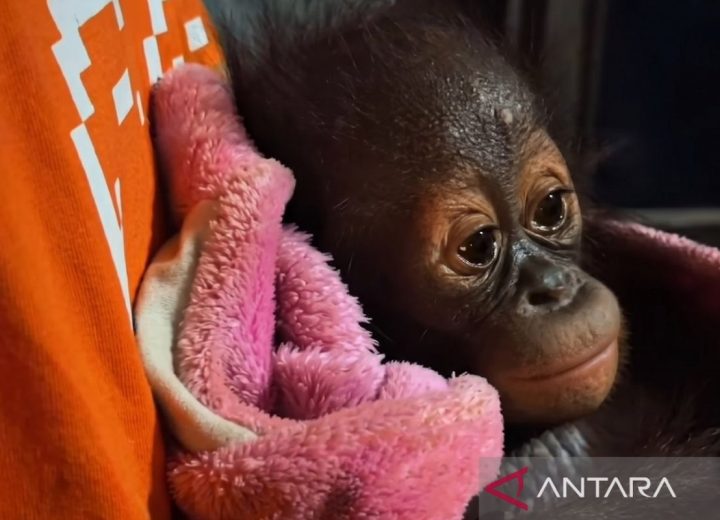 bayi-orang-utan-bksda