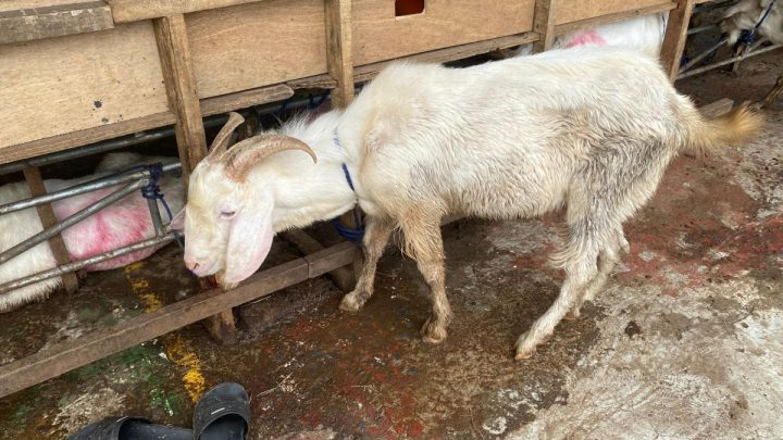 KPKP Jaksel ingatkan warga cek kesehatan hewan kurban sebelum membeli