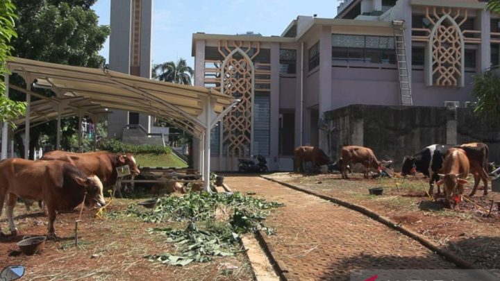 Latest Program: Pemkot Jaksel terima 115 hewan kurban untuk pelaksanaan Idul Adha