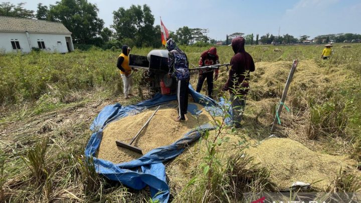 Distan Cirebon jaga produksi beras capai 300 ribu ton per tahun