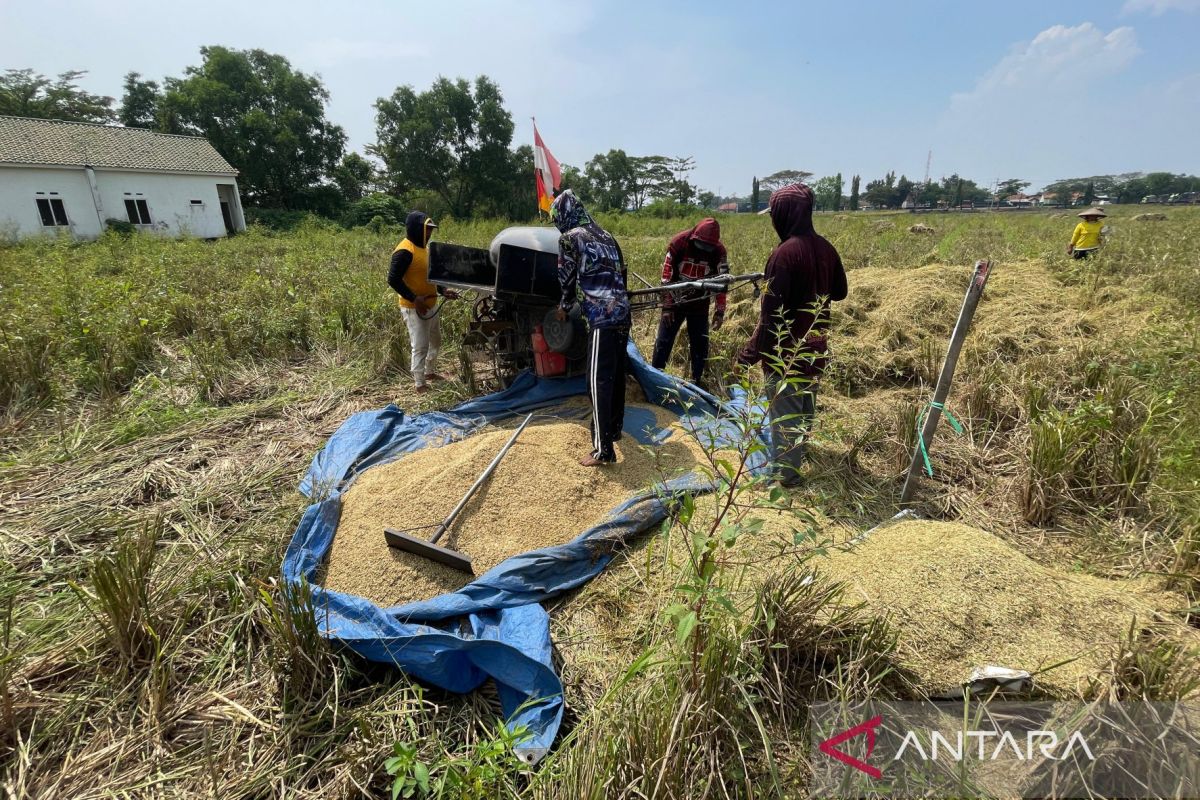 Distan Cirebon jaga produksi beras capai 300 ribu ton per tahun