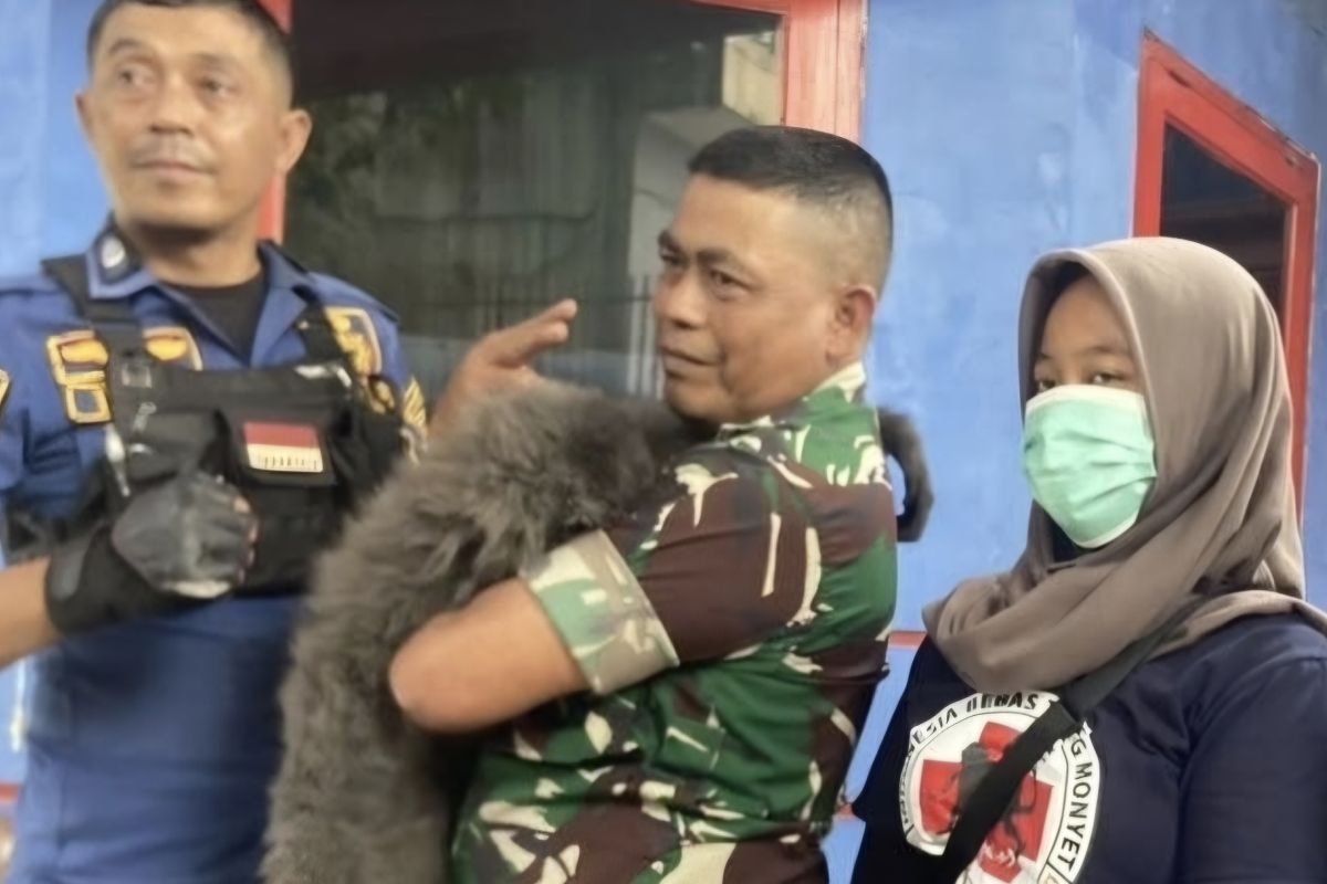 BBKSDA Jawa Barat evakuasi owa Jawa yang gigit siswa di Bandung Barat