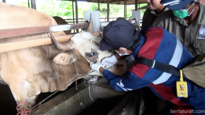 Jelang Idul Adha – Balai Karantina Kalteng perketat masuknya sapi