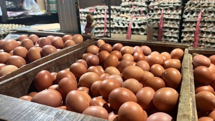 Key Discussion: Kementan dan Bapanas perkuat penyerapan telur peternak di Magetan