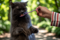 Today’s News: Healing di kafe kucing