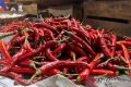 New Policy: PIHPS: Harga cabai rawit Rp73.500/kg, telur ayam Rp30.500/kg