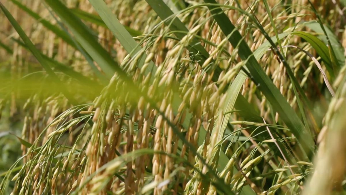 AB_DARI-PROGRAM-CETAK-SAWAH-KALSEL-14-RIBU-HEKTAR-MULAI-MASA-PANEN