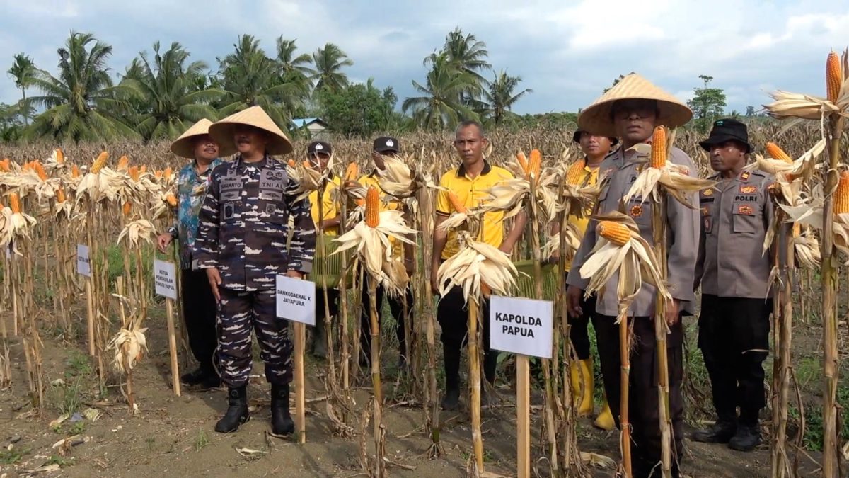 AB_POLDA-PAPUA-CATAT-PRODUKSI-JAGUNG-MENINGKAT-264-PERSEN-PADA-2026