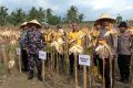 New Policy: Polda papua catat produksi jagung meningkat 264 persen pada 2026