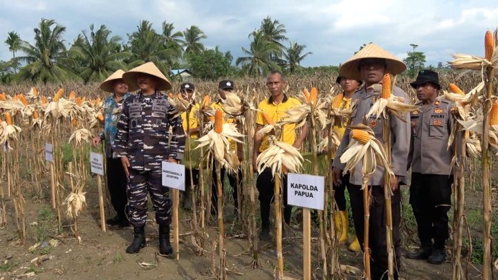 New Policy: Polda papua catat produksi jagung meningkat 264 persen pada 2026