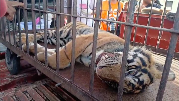 BKSDA Sumbar evakuasi harimau terjerat perangkap babi di Pasaman