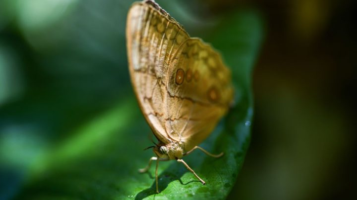 Menilik kemunculan massal kupu-kupu Stichophthalma di Yunnan – China