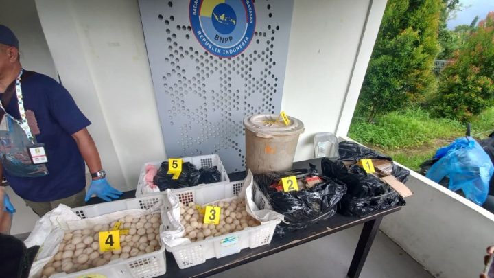 Satgas perbatasan gagalkan penyelundupan 2.253 butir telur penyu