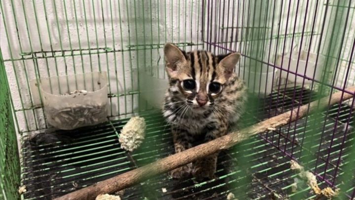 Kemenhut lanjutkan proses hukum perdagangan Kucing Kuwuk di Sumut