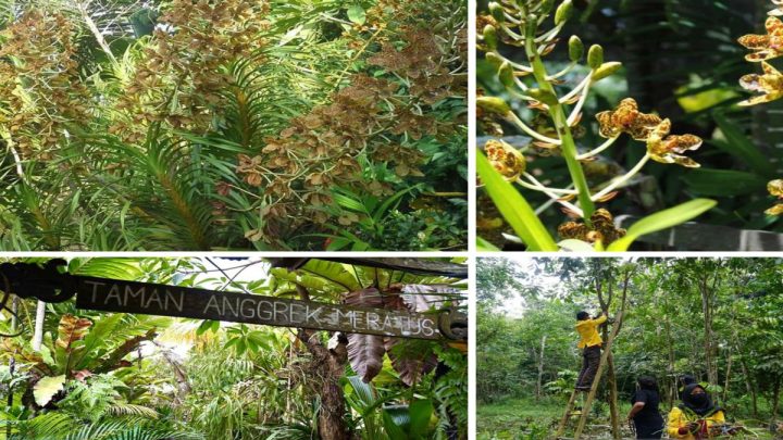 New Policy: Membaca biodiversitas Nusantara sebelum hilang