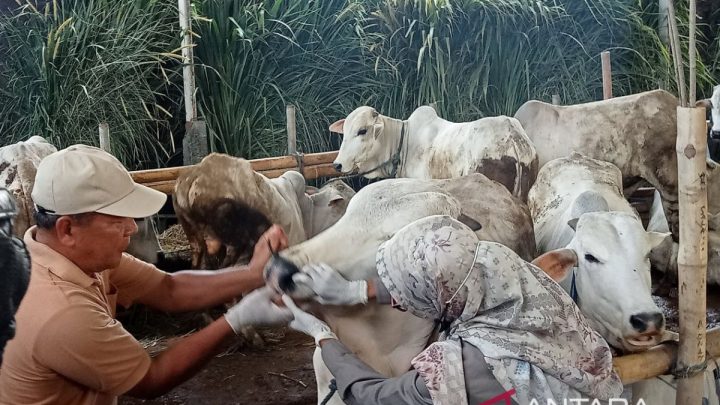 Dua sapi Bantul lolos seleksi jadi kurban Presiden Prabowo