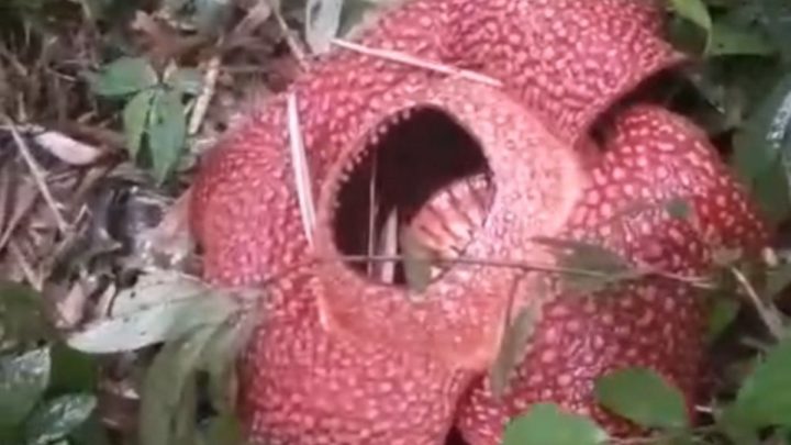 What Happened During: Bunga Rafflesia arnoldii ditemukan mekar sempurna di Rejang Lebong