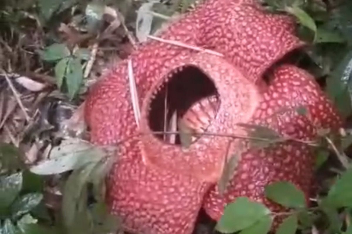 Bunga Rafflesia arnoldii ditemukan mekar sempurna di Rejang Lebong