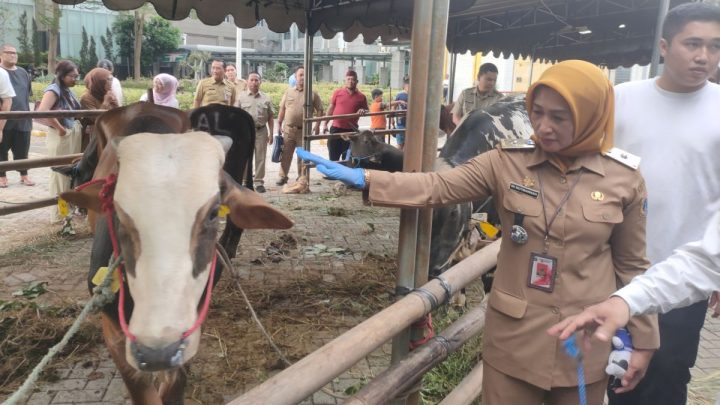 Key Strategy: Pemkot Jakbar himpun 78 ekor hewan kurban untuk disalurkan