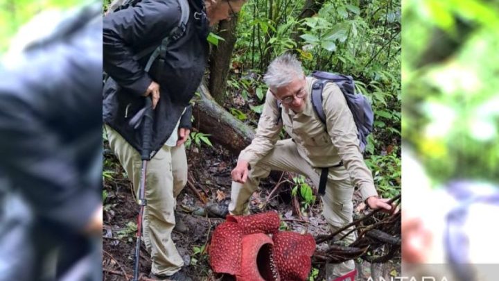 Dua individu bunga rafflesia mekar di hutan Palupuh Agam