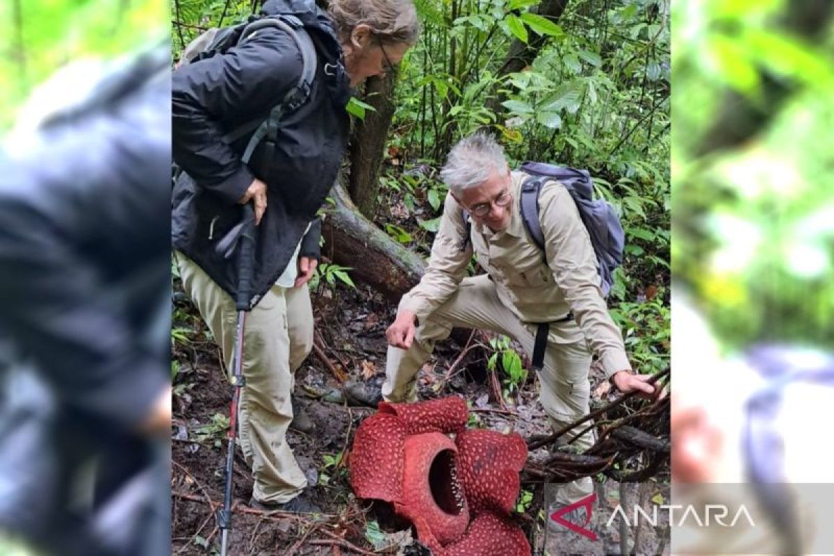 Dua individu bunga rafflesia mekar di hutan Palupuh Agam