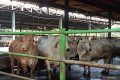 Ratusan hewan kurban di Jaktim terdeteksi sakit akibat kelelahan