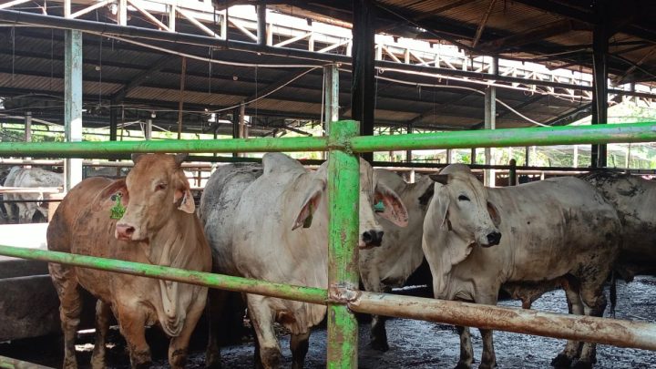 Ratusan hewan kurban di Jaktim terdeteksi sakit akibat kelelahan