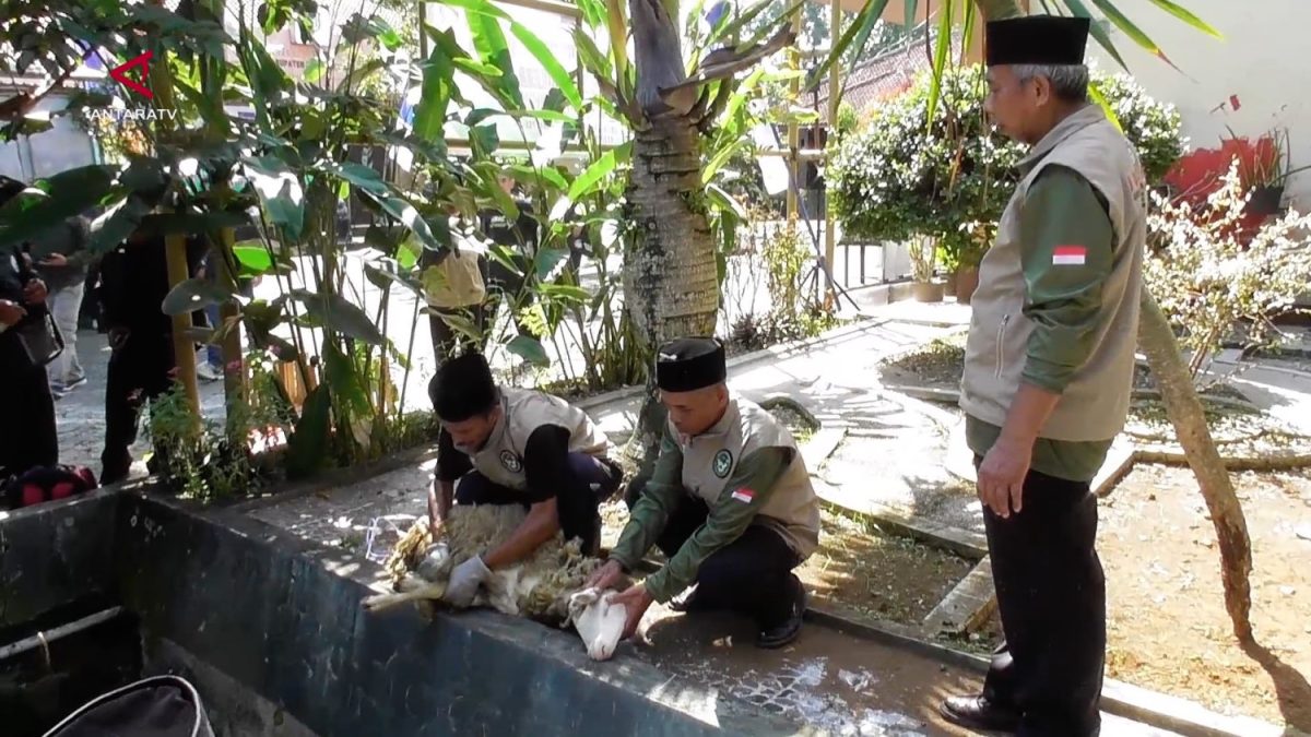 JULEHA-JURU-SEMBELIH-HALAL-BISA-JADI-PROFESI-DI-LUAR-MOMEN-IDUL-ADHA