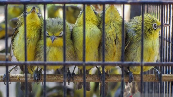 Ratusan burung sitaan dilepasliarkan di Hutan Lindung Nggorang Bowosie Labuan Bajo