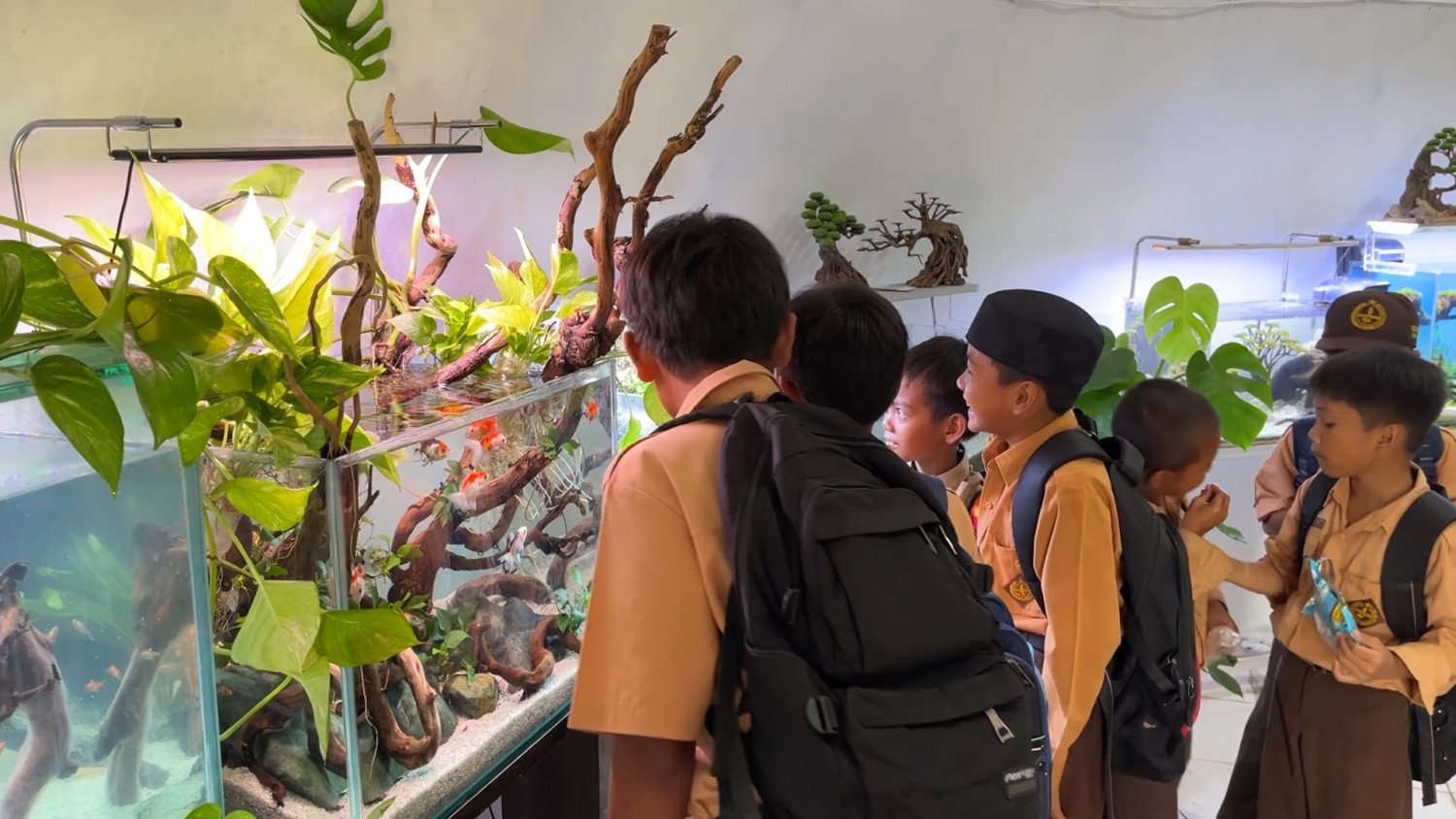 Kontes ikan hias Wali Kota Cup meriahkan HUT ke-500 Banjarmasin