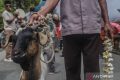 Solving Problems: Kemarin sejumlah selebritas berkurban, mobil listrik baru diluncurkan