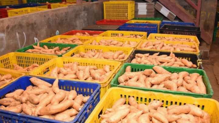 Latest Update: Cara konsumsi ubi jalar agar vitamin A dapat terserap optimal