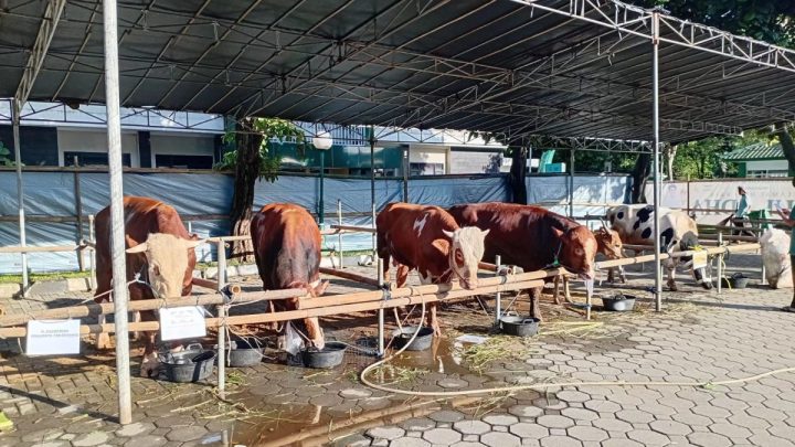 Special Plan: BAZNAS Tangerang: Dana penghimpunan Idul Adha capai Rp1,3 miliar