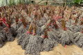 Latest Program: PLN EPI kembangkan bioenergi sorgum di Gorontalo