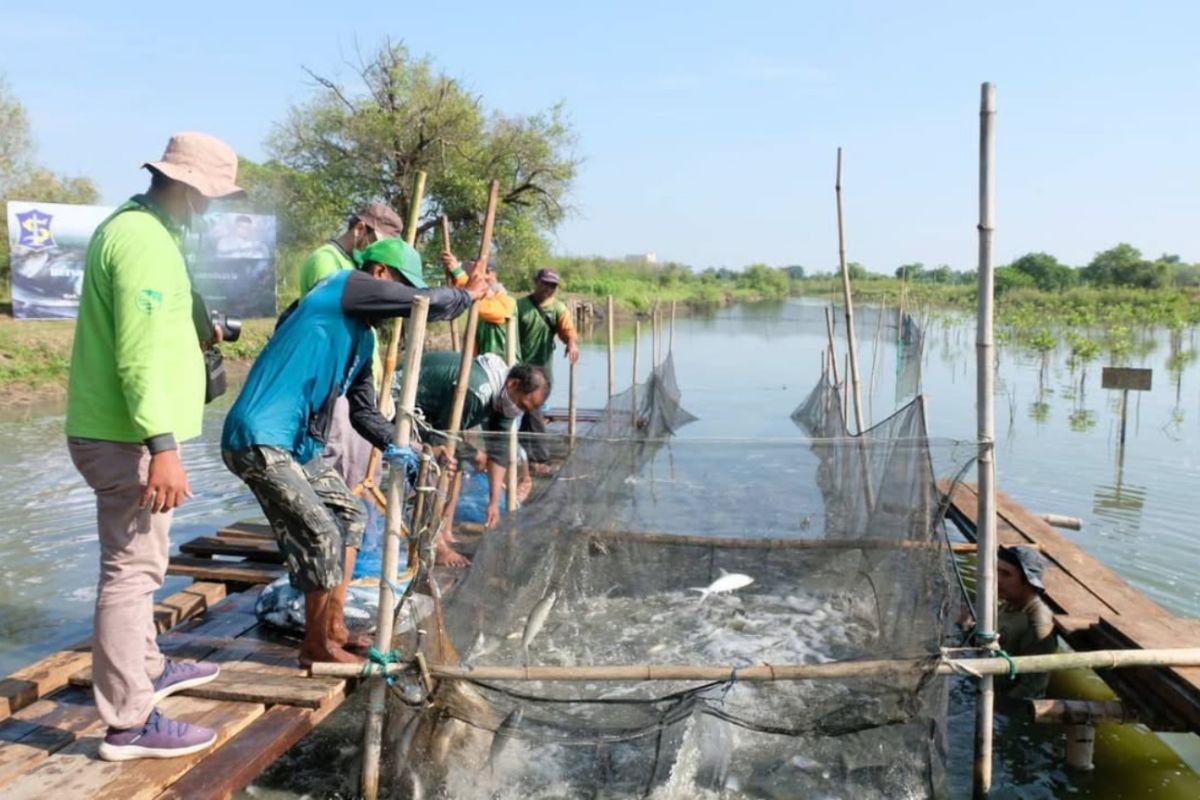 Menanam hijau – memanen laut
