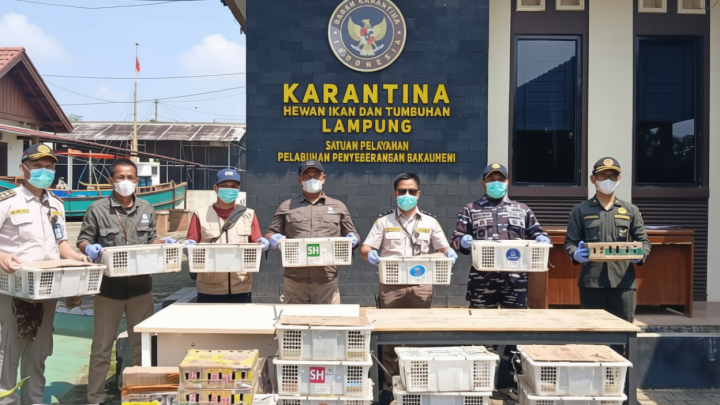 Topics Covered: Karantina Lampung gagalkan penyeludupan 620 satwa liar