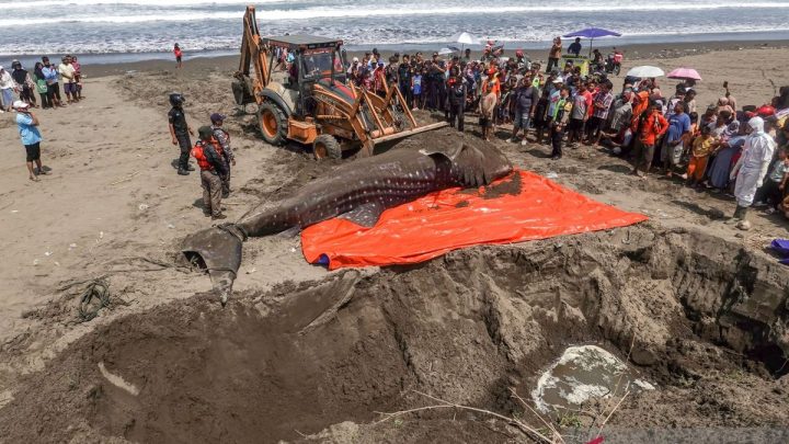 What Happened: Hiu Tutul terdampar di Cilacap