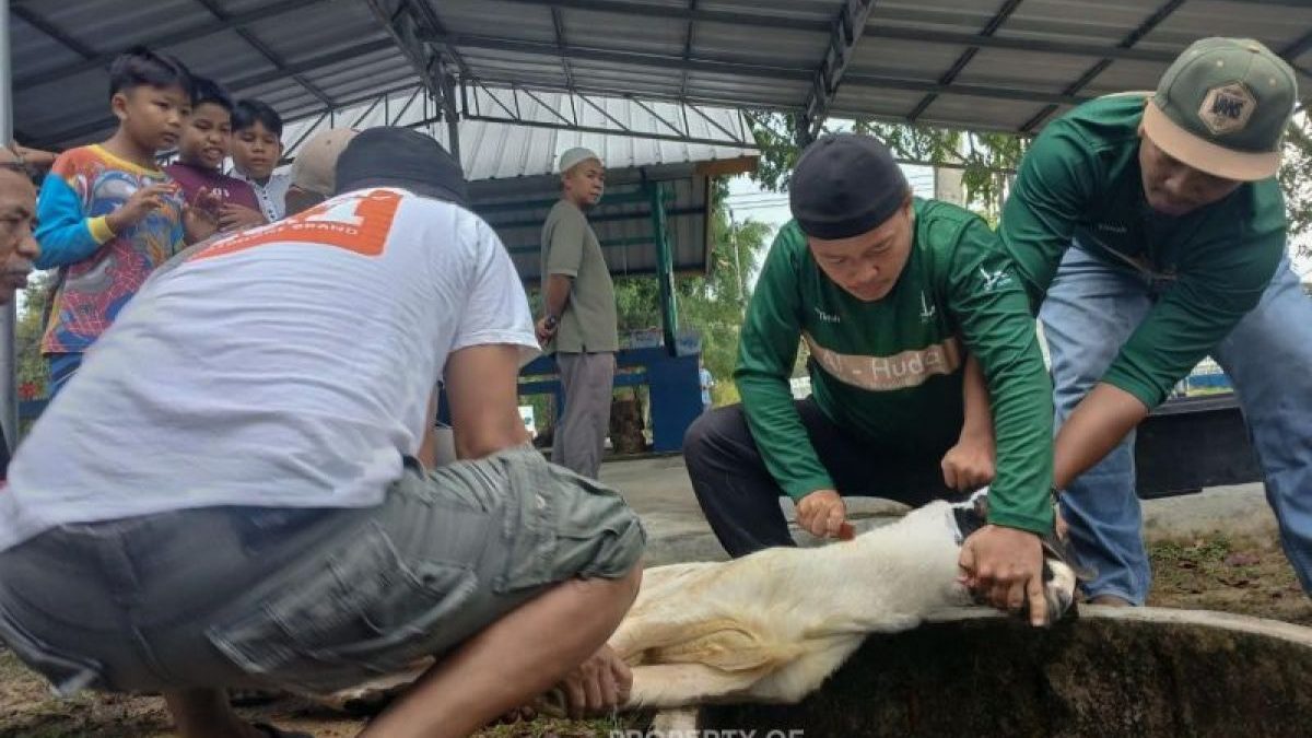 kambing