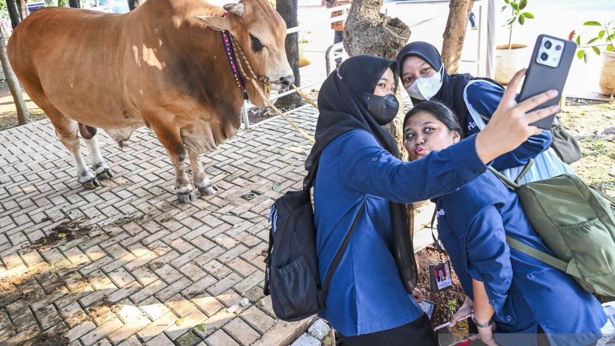 sapi-kurban-dari-wakil-presiden-tiba-di-masjid-istiqlal-2794565