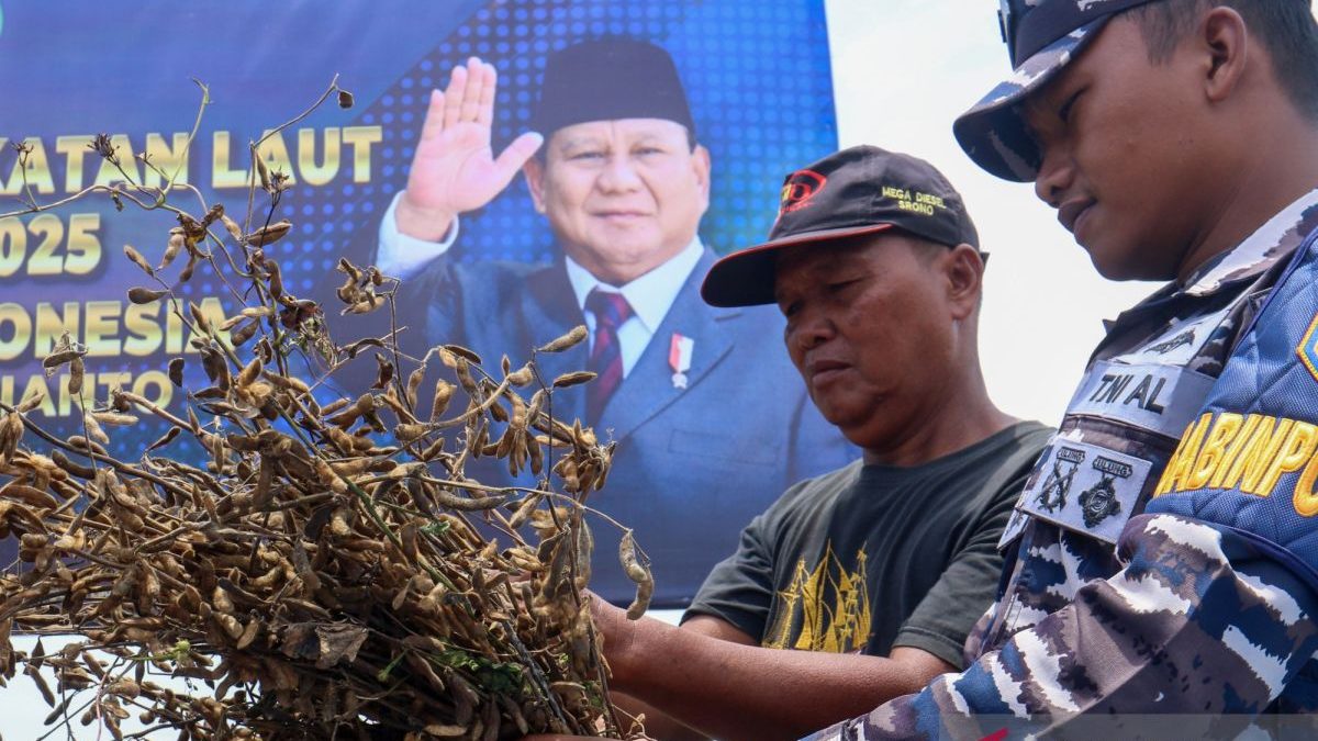 tni-al-kembangkan-varietas-kedelai-garuda-merah-putih-2655813