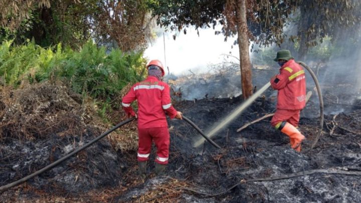 Manggala Agni: Luas karhutla di Riau Januari-Mei capai 15.318 hektare