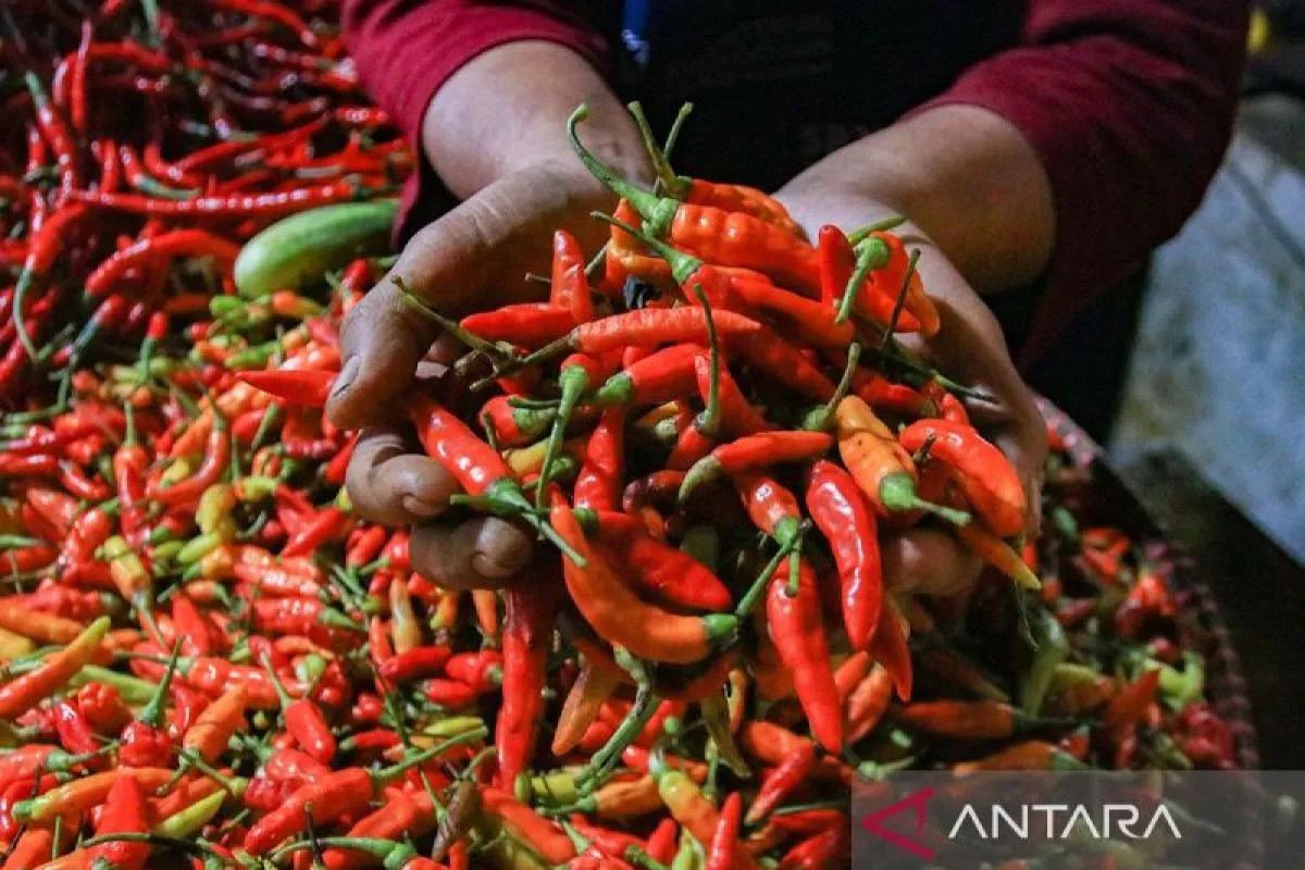 PIHPS: Harga cabai rawit Rp92.250/kg, telur ayam Rp30.500/kg