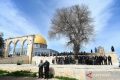 Palestina catat 23 kali penyerangan Israel ke Masjid Al-Aqsa