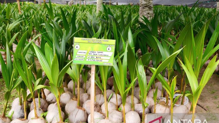 CORE dorong hilirisasi kelapa jadi fokus program perkebunan rakyat