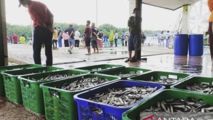 New Policy: Ekspor ikan segar Kaltim ke China tembus 56 ton per Bulan