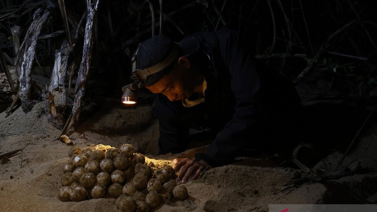 Pemantauan-Penyu-Bertelur-050626-jw-3