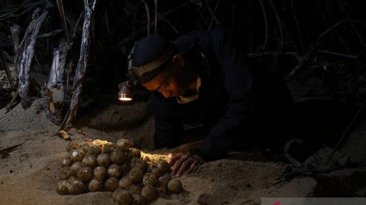 Berpacu dengan waktu – ratusan telur penyu di Pantai Paloh Sambas dievakuasi dari predator dan penjarah