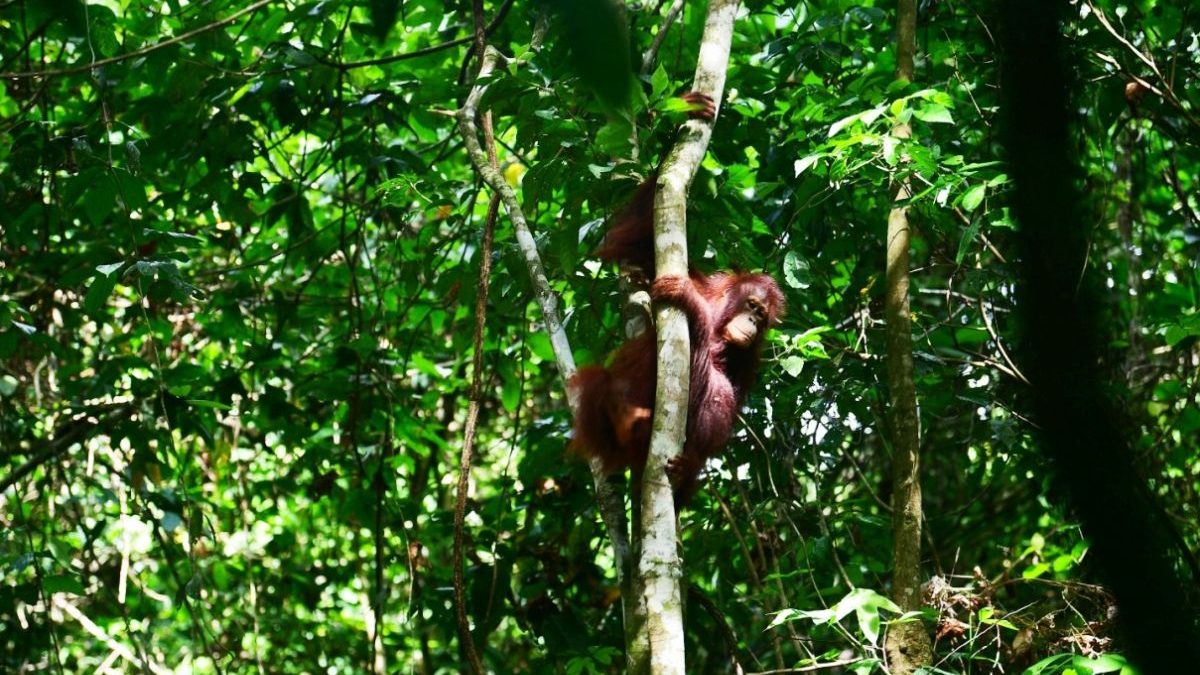 pelepasan-orangutan-bksda-kaltim8